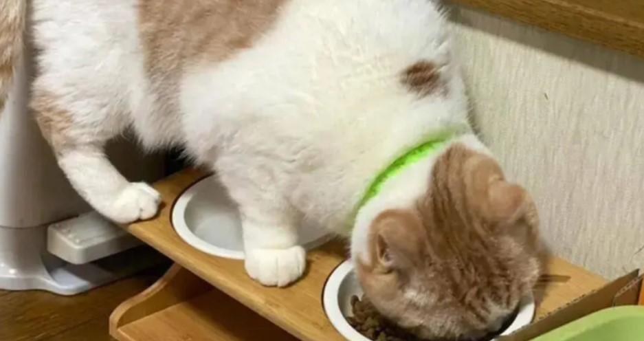 生活迫人，拦食要緊，表演馬戲為娱賓打一正确生肖的警惕虚假宣传-全面释义、详细解答解释落实